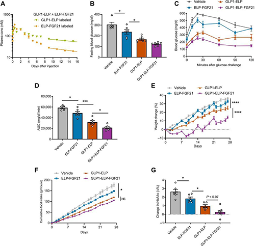 8188www威尼斯 GLP1-ELP-FGF21双激动剂融合蛋白对血糖和体重具有有效且持续的作用 美迪西